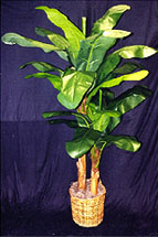 Silk Banana Tree