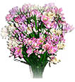 silk plants in denver colorado, Silk Forest Direct