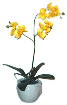 silk plants, silk flowers at Silk Forest Direct, Denver Colorado