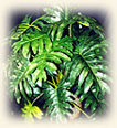 silk plants, denver colorado, custom silk plants, silk flowers, silk trees